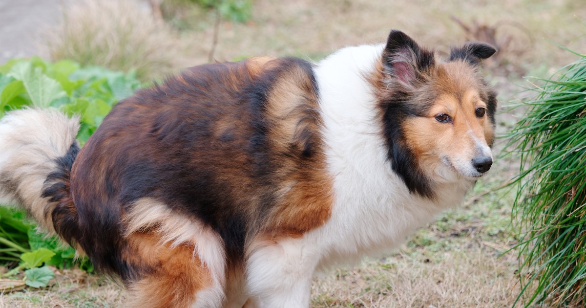 犬猫の糞便検査からわかること 病気や感染に気づくためうんちの性状を知っておこう 犬 猫との幸せな暮らしのためのペット情報サイト Sippo
