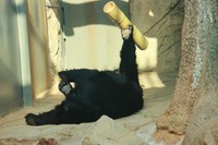 一瞬、チンパンジーかと見間違いそうなツキノワグマの「タケ」。エサを出し入れする穴に爪を引っ掛け竹筒を自在に動かし楽しそう