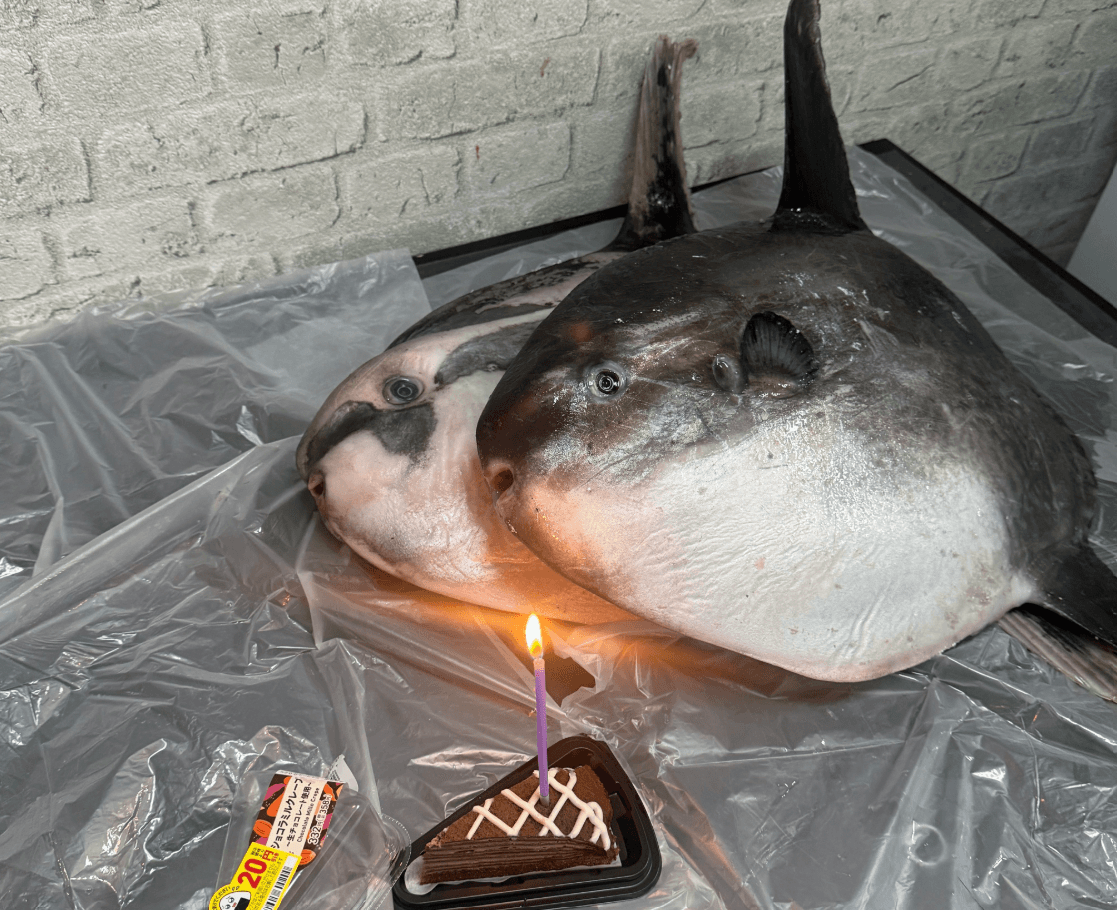 スクリ誕生日プレゼントとして購入したのは、マンボウ2匹（画像：いのししの人提供）