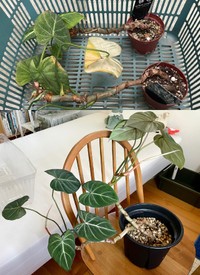 よみがえった植物はほかにも！ビフォー（上）アフター（下）／Momoyama Mogyuheiさん（@M_MOGYUHEI）提供