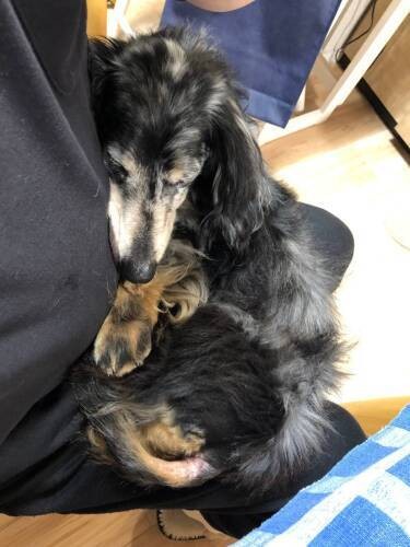 市原さん「ペットは、何も言わない赤ちゃんみたいなものです。若い頃、大変だった子育てを、この年になって、ふたたび経験しています。でも、ペットからもらえる安らぎ、癒やしは、想像以上です」