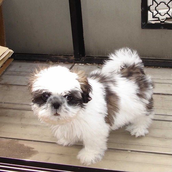 家にきたころの「くー助」