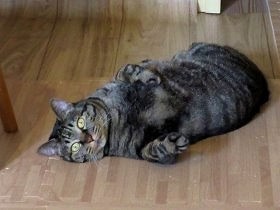 猫と暮らして8年　えっ！　マンションに届けを出してなかった？