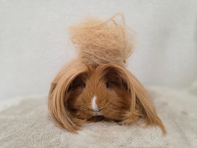 ふさふさなので、抜け毛もいっぱい