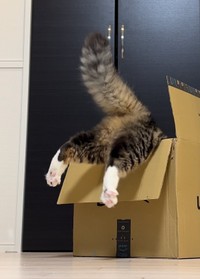 どんくさすぎるほたてくん（提供：ほたてくんさん）