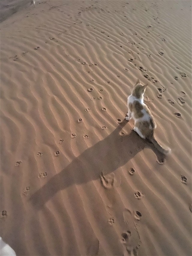 スーパームーンを浴びるどんさん（提供写真）