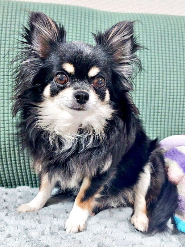 豊かな被毛がエレガントなみつ子ちゃん（画像提供：今日のぶんたとみつ子さん）