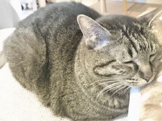 猫アレルギーだと分かったら……猫と暮らすための５つの対策