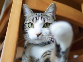 “共食い”の現場を生き延びた猫「しんのすけ」、明るい家庭へ