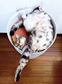 今にもとろけ出しそう！ すやすや眠るソルトくん（画像提供：31クレープさん）