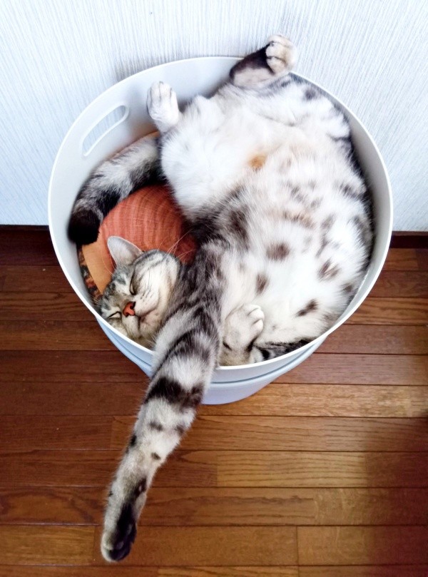 今にもとろけ出しそう！ すやすや眠るソルトくん（画像提供：31クレープさん）