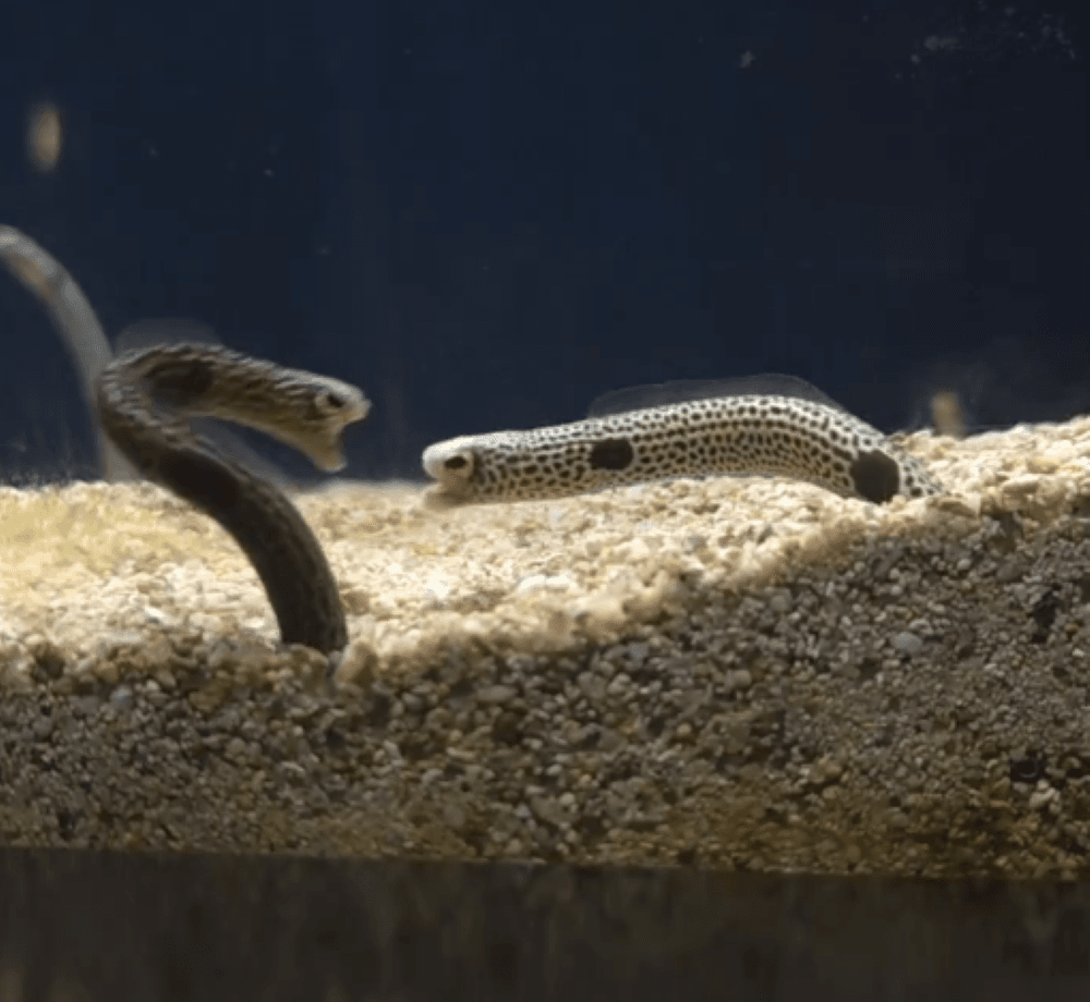 喧嘩再燃！今にも噛みつきそう！