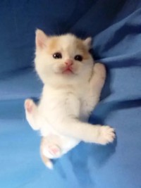 リラックスした様子の子猫時代のティーちゃん／mayuneko_teaさん提供