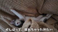 ヘソ天で安心しきった姿で寝るおかゆちゃん（提供：おかゆ生活さん）