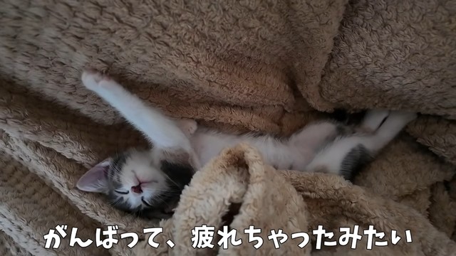 ヘソ天で安心しきった姿で寝るおかゆちゃん（提供：おかゆ生活さん）