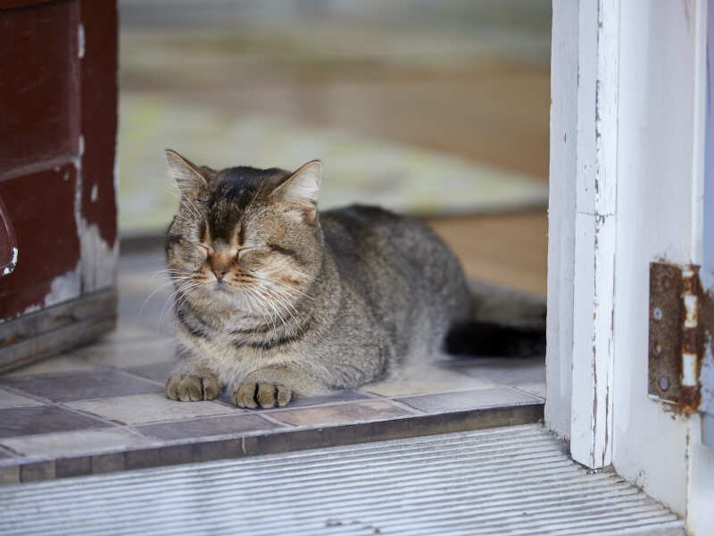 『夏への扉ーキミのいる未来へー』©2021 映画「夏への扉」製作委員会
