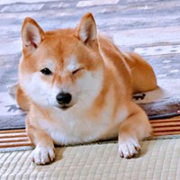 ウィンクするようこちゃん（画像提供：シバシバお豆さん）