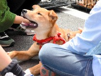 民間団体が保護犬の飼い主探し　県と連携、殺処分は半減