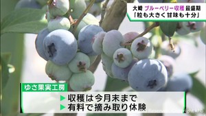 ブルーベリーの収穫が最盛期　宮城・大崎市鳴子温泉