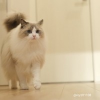 忙しいから走るにゃ！＝ロイ(Roy)くん@ラグドールさん（@roy201108）提供