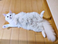 へそ天になってくつろぐつくしちゃん（画像提供：あるくきくらげさん）