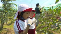甘～い実をどんどん口に♪園児がブルーベリー農園で摘み取り体験　香川・善通寺市