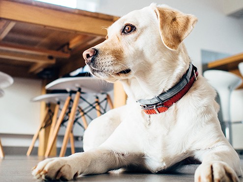 「保護犬」に新たな活躍の場を！　無念の死が背中を押してくれた