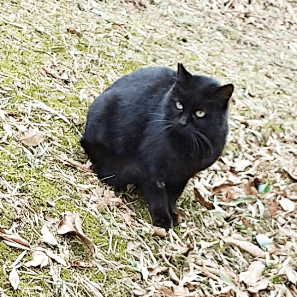 公園でひとり生き抜いていたみいたろうくん（画像提供：くろねこ みいたろうさん）