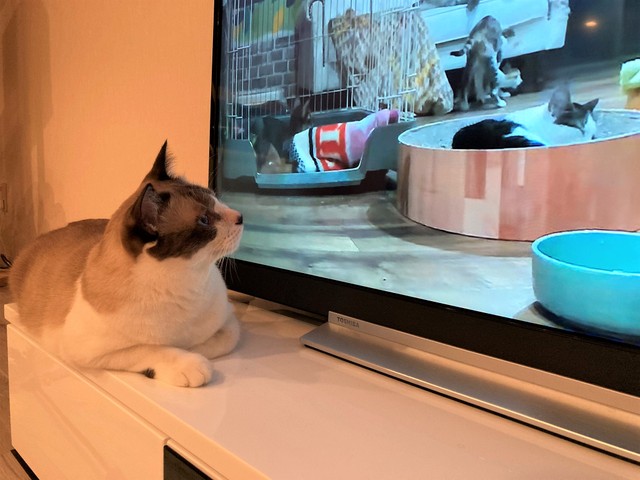 ラテくんはテレビも大好き！特に猫が登場している番組がお気に入りなんです