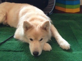 ゴミの量、鳴き声、散歩…　老犬の預かりボランティアで困ったこと