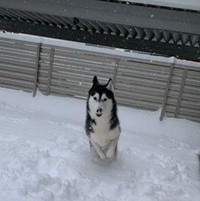 雪の中を駆け回るラニちゃん（提供：LANI♡LEA🐺さん）※一部トリミング