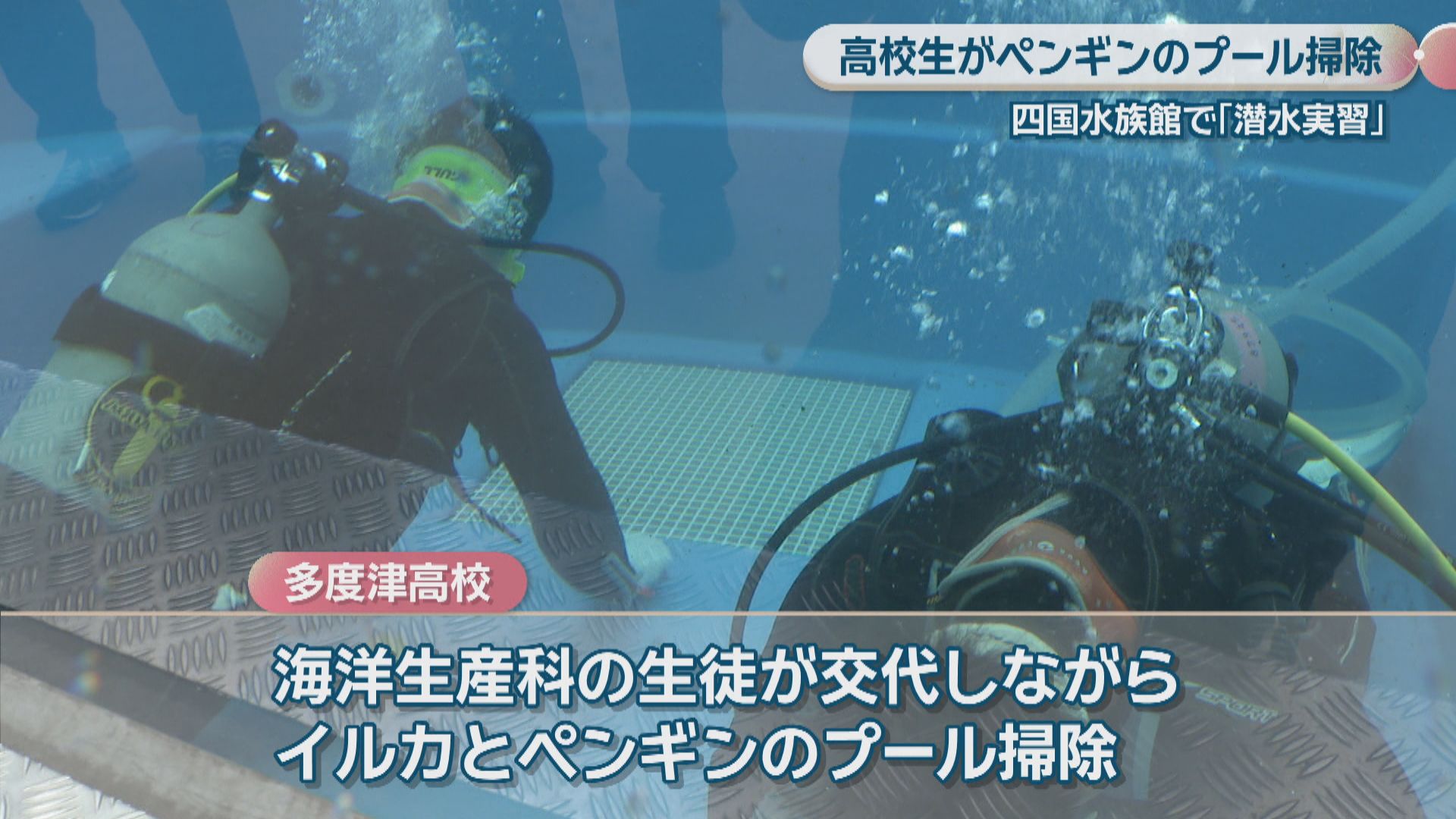 高校生が「潜水実習」でペンギンのプールを掃除 生徒「待ちに待ってい