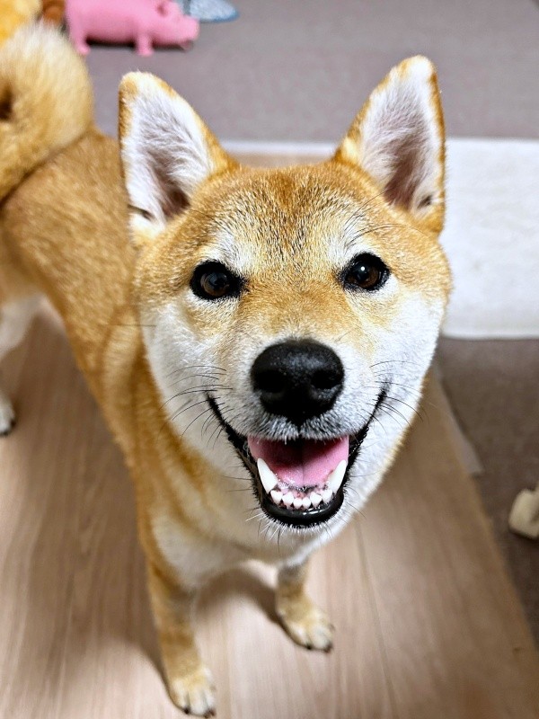 輝くような笑顔が素敵なランちゃん（画像提供：柴犬ランちゃん お転婆日記さん）