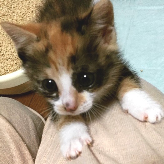 潤んだ瞳が可愛い