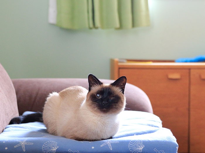 このシャッター音、懐かしくない？