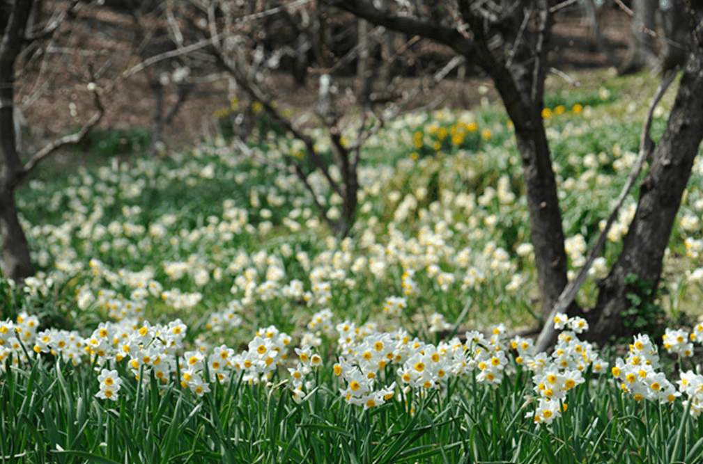 過去の開花の様子　二ホンズイセン（提供：国営讃岐まんのう公園）
