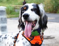 元猟犬と思しきイングリッシュセッターのメス犬・クレメンティ