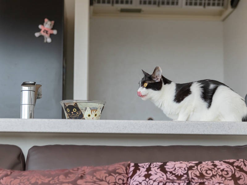 舌ペロ、いただきました