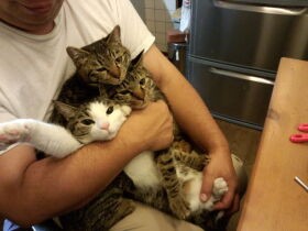 「猫いりませんか？」　きょうだいのキジトラを譲渡　…とてもできずにうちの子に