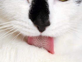 ネコの舌は高性能ブラシ　毛づくろい、隅々までゴシゴシ