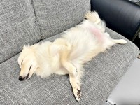 お風呂に入ってテンションMAXに！ 力尽きてすやすや眠るとろろくん（画像提供：ポメックスのとろろくん）