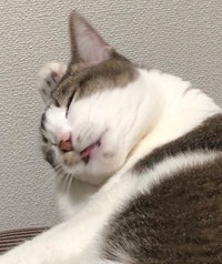 人間のように頭をポリポリ