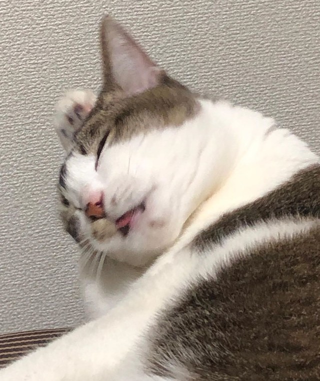 人間のように頭をポリポリ