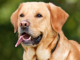 ３歳以上の犬の８割は歯周病？！　老犬ほど発症率が高くなる