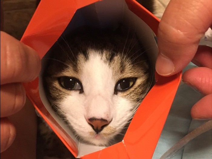 お菓子の箱から「こんにちは！」