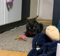 あおりちゃんは、飼い主さんが帰宅すると喜んでリビングを走り回り遊んでアピールをするという（提供写真）