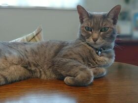 帰宅すると玄関で迎えてくれるマンチカン「チコリ」　ピンチヒッターは猫じゃらし　