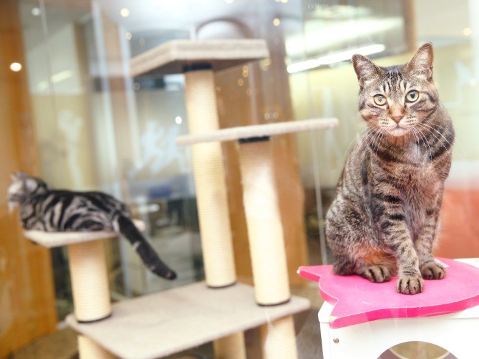 引退した初代の猫、ウィスカー（左）と権之助（提供写真）