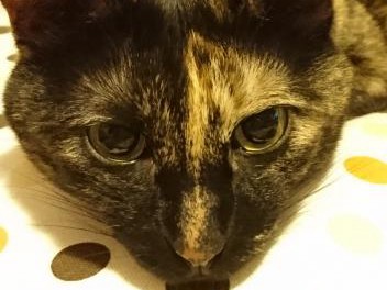 サビ柄猫は不人気なの？　でも、愛嬌はピカイチです