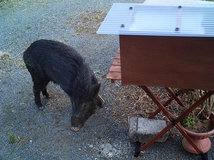 とくにイノシシは手荒い、猪突猛進で餌箱を壊してしまう